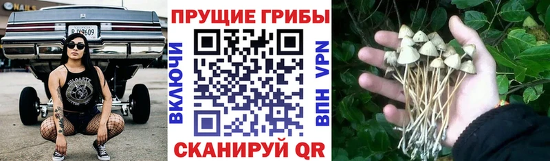 Псилоцибиновые грибы ЛСД  даркнет Telegram  Новочебоксарск 